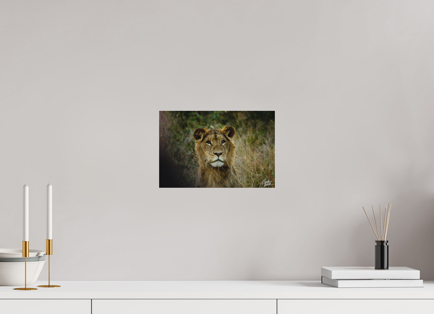 King of the Grasslands (Caroline Fourest)