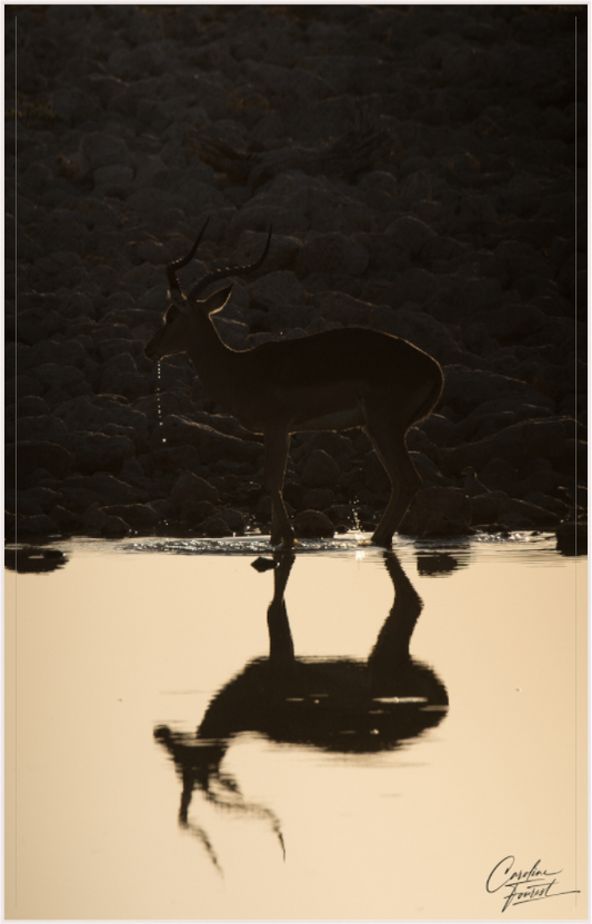 Antelope reflection (Caroline Fourest)