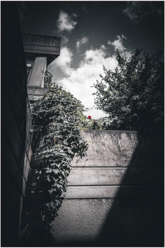 Shadows and Light (Fiammetta Venner)