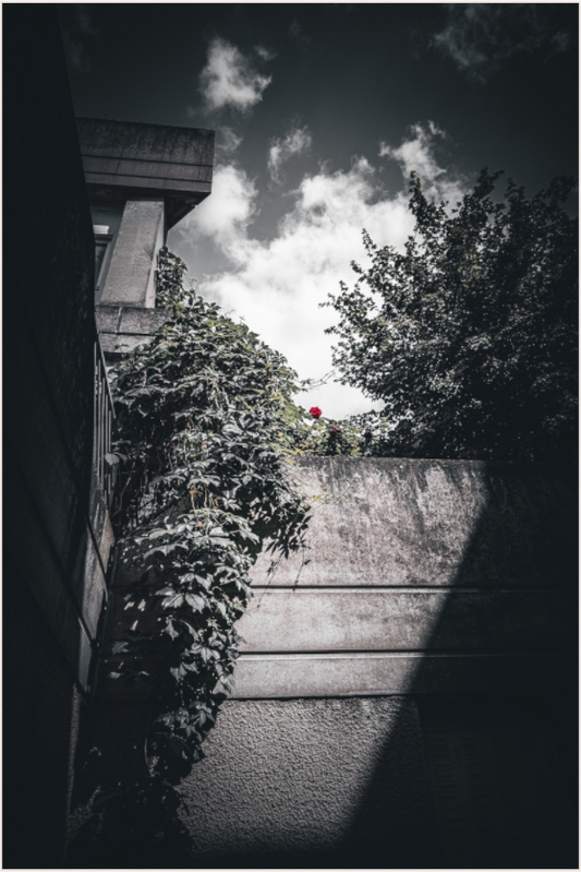 Shadows and Light (Fiammetta Venner)