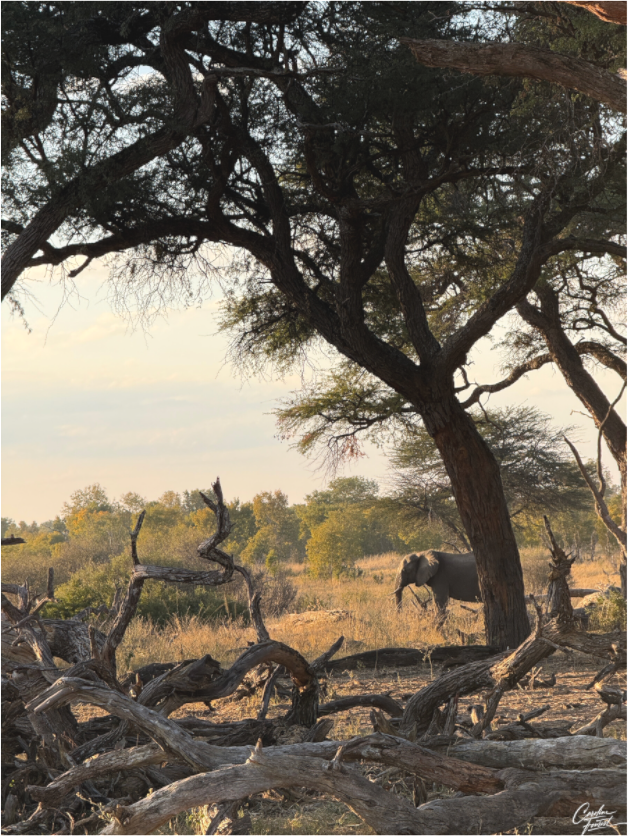 Main image The Guardian Tree (Caroline Fourest)