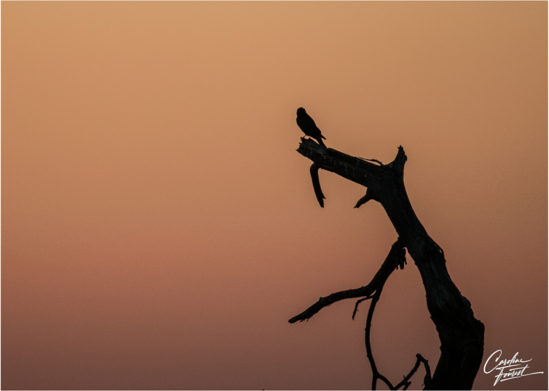 Silhouette at Dusk (Caroline Fourest)