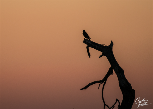 Silhouette at Dusk (Caroline Fourest)