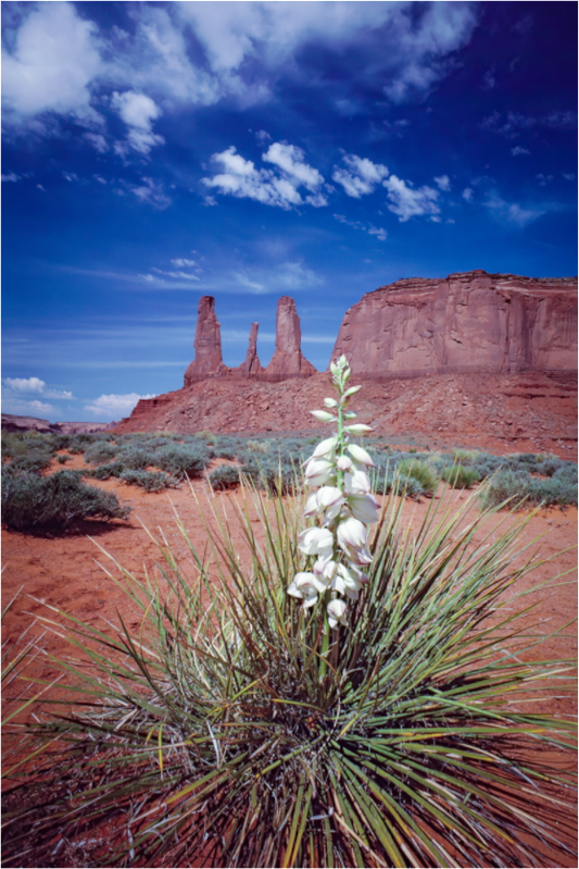 Desert Bloom (Aline de Nanxe)