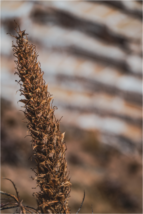 Main image FIAMMETTA VENNER Perou