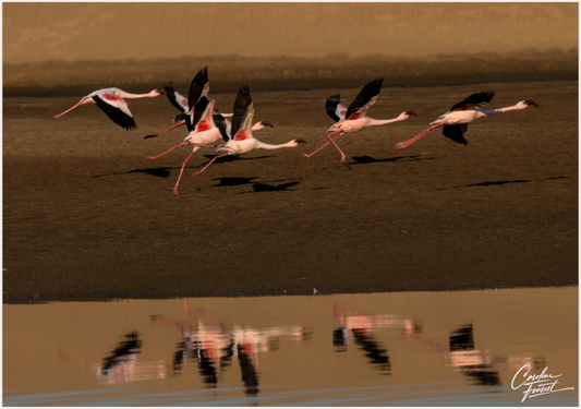 Reflections of Flight (Caroline Fourest)
