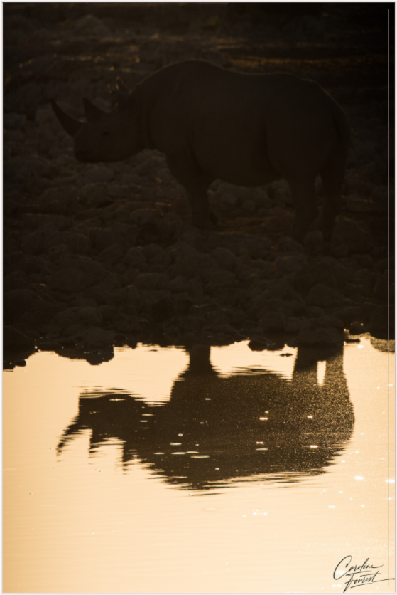 Mirrored Majesty (Caroline Fourest)