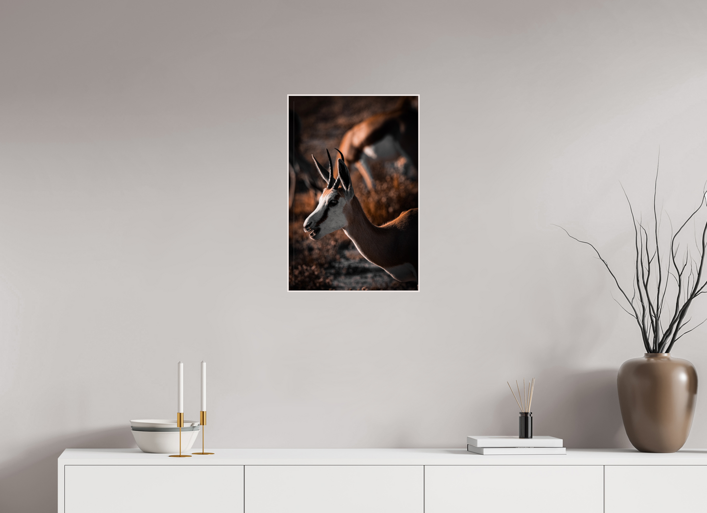 Graceful springbok  (Fiammetta Venner)