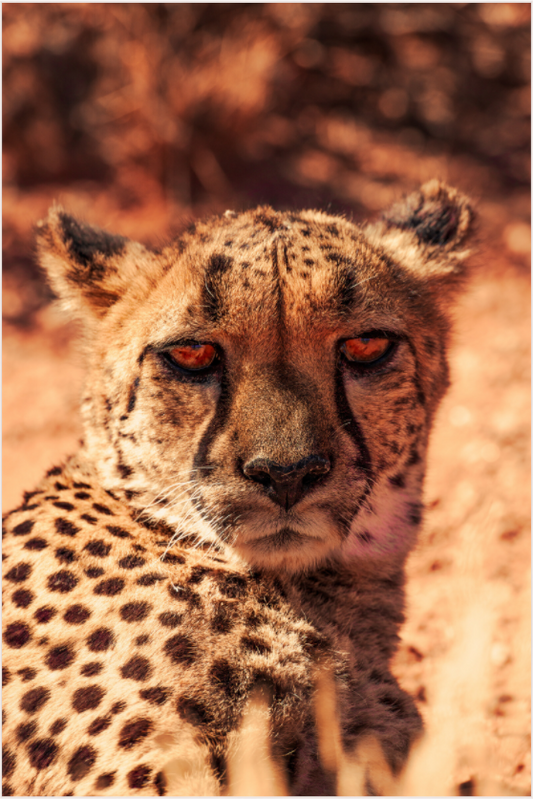 Cheetah's Gaze (Fiammetta Venner)