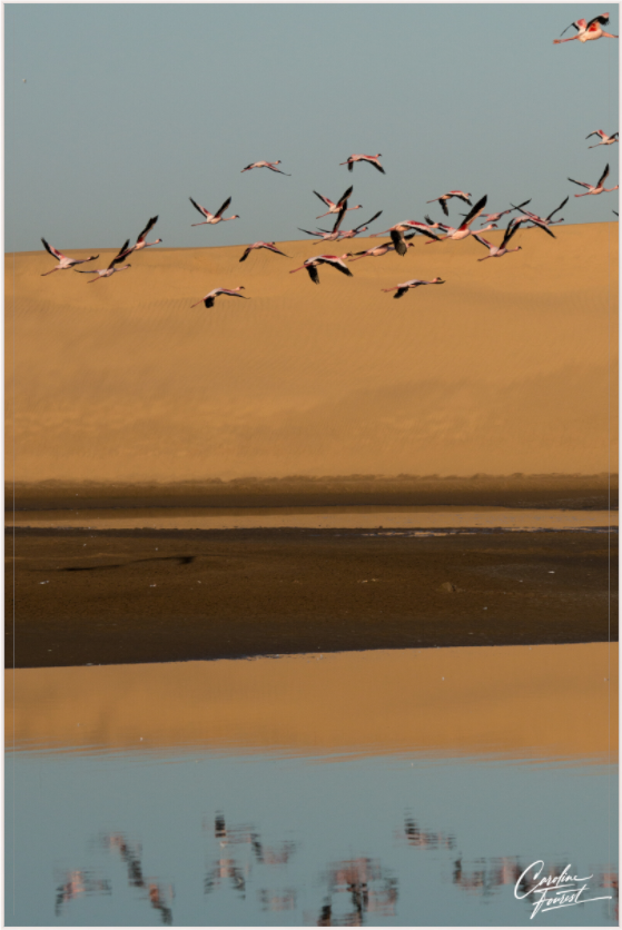 Flight of Grace (Caroline Fourest)