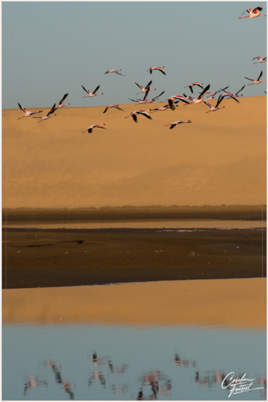 Flight of Grace (Caroline Fourest)