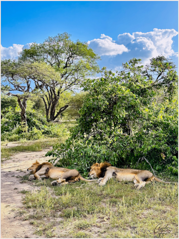 Main image Kings in Repose (Caroline Fourest)