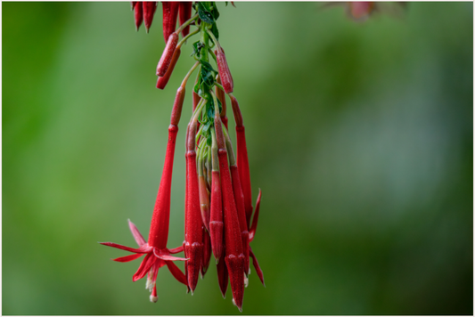 Main image Peru (2024) Photography : © Fiammetta Venner / REIA (Fiammetta Venner)