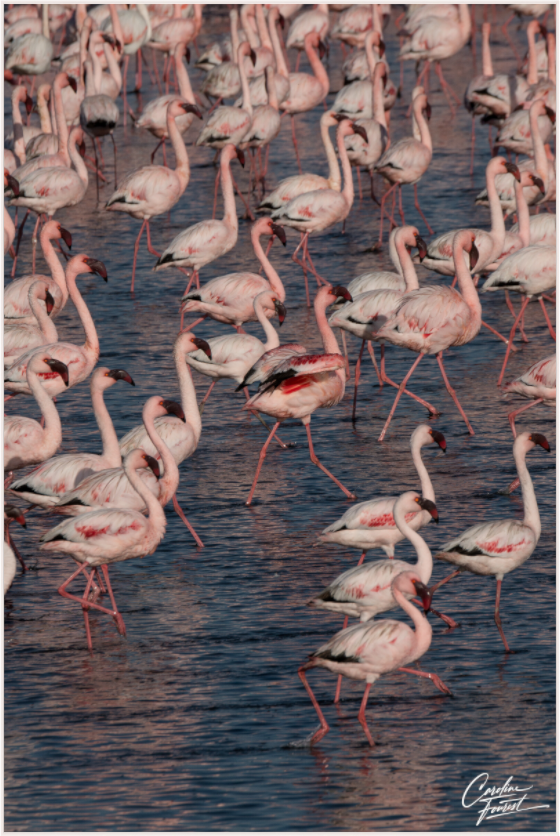 Blush of the Wetlands (Caroline Fourest)