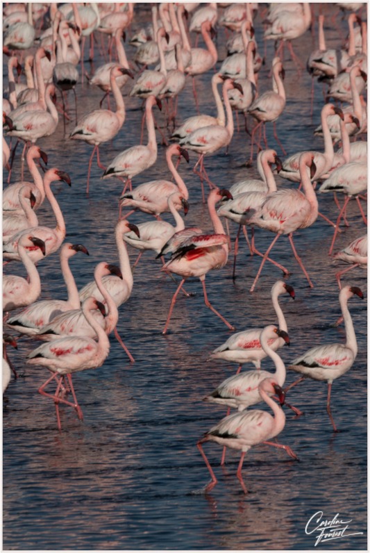 Blush of the Wetlands (Caroline Fourest)