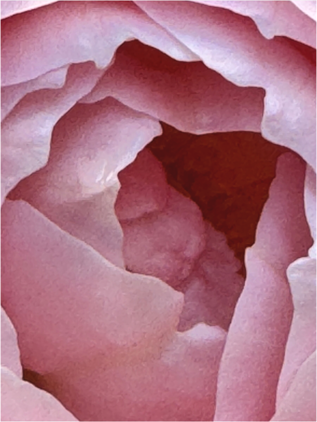 Main image Le coeur de ma Rose (Marie Sicard)