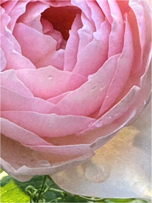 Main image La rose qui pleure (Marie Sicard)