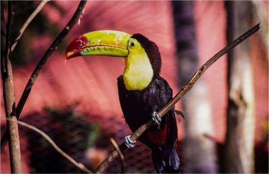 The Toucan Vibrant Symphony (Aline de Nanxe)