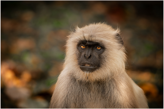 Langur Whispers (Fiammetta Venner)