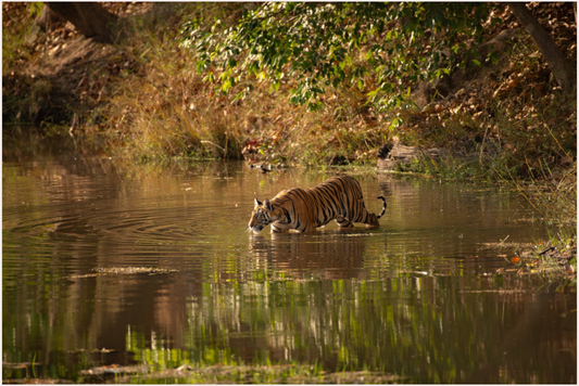 Tranquil Crossing (Fiammetta Venner)