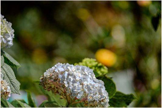 Main image Peru (2024) Photography : © Fiammetta Venner / REIA (Fiammetta Venner)