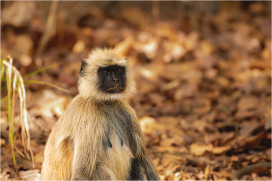 Langur Contemplative Gaze (Fiammetta Venner)