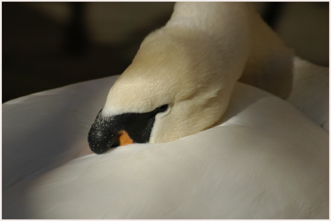 Grace in Repose (Fiammetta Venner)