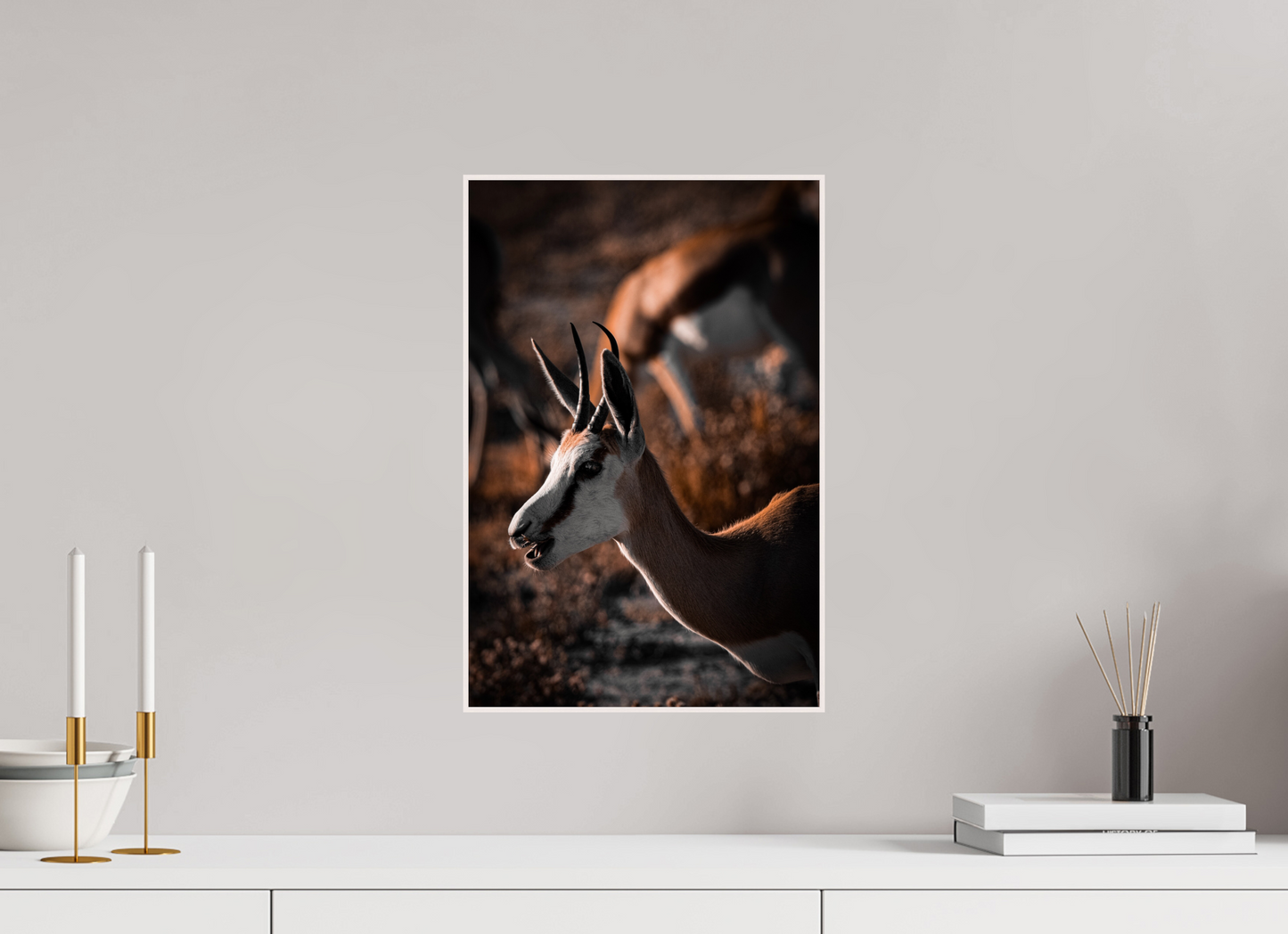 Graceful springbok  (Fiammetta Venner)