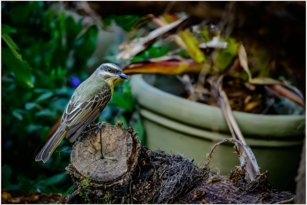 Main image Fiammetta Perou