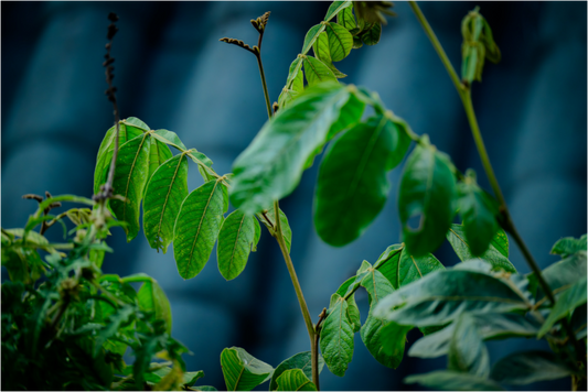 Main image Fiammetta Perou