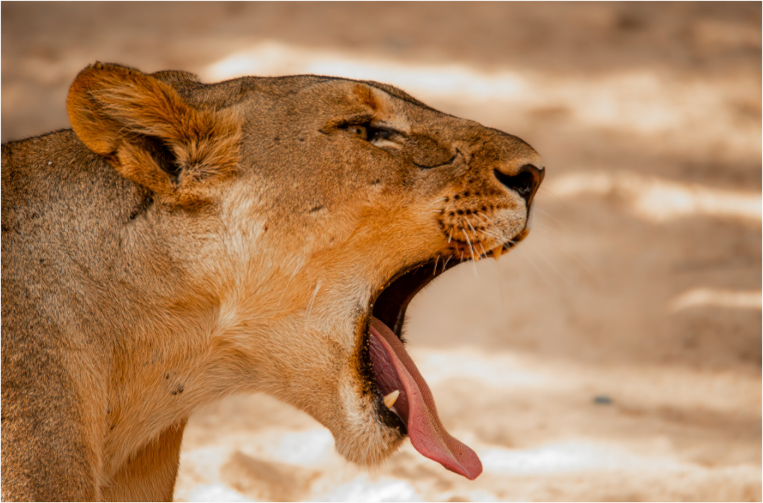 Lioness Yawn (Fiammetta Venner)