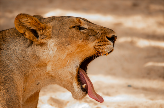 Lioness Yawn (Fiammetta Venner)