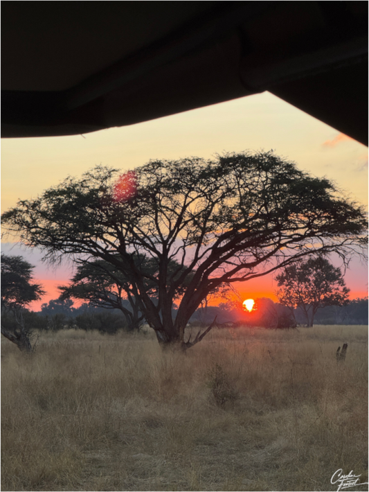 Main image Savannah Serenade  (Caroline Fourest)