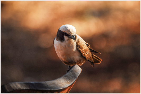 Perched in Serenity (Caroline Fourest)