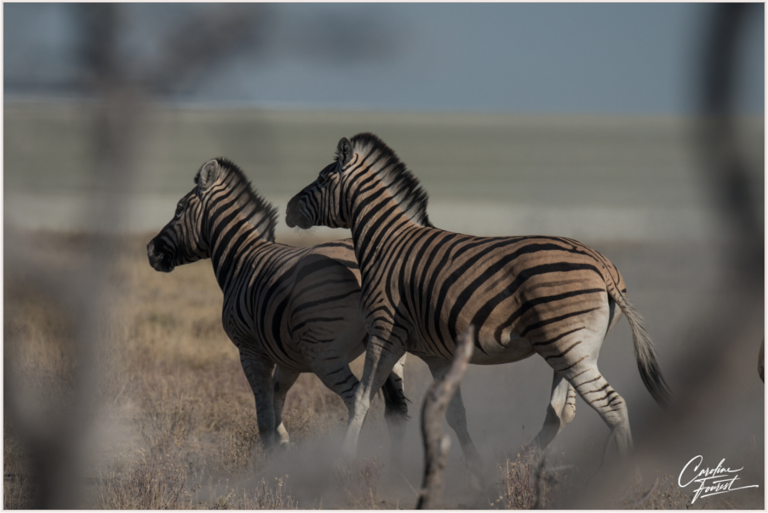 Dance of the Stripes (Caroline Fourest)