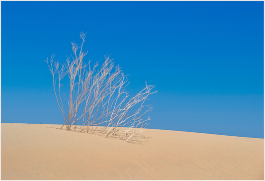 Desert's Embrace (Aline de Nanxe)