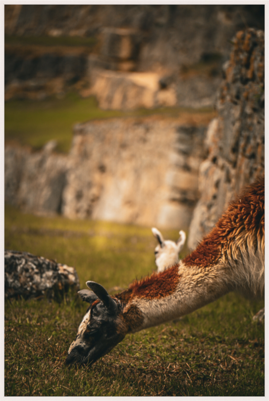 Tranquil Guardian of Machu Picchu (Fiammetta Venner)