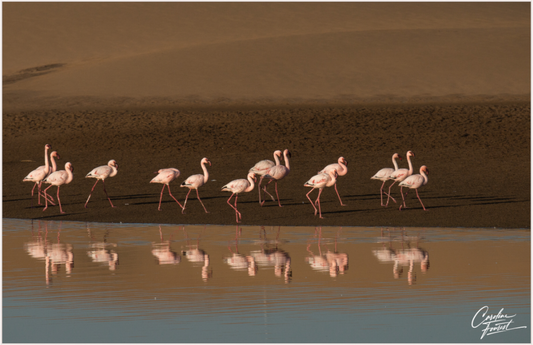 Ballet of the Flamingos (Caroline Fourest)