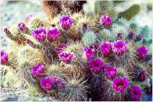 Unexpected blooms (Aline de Nanxe)