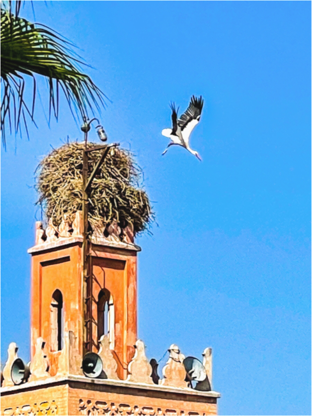 Storks Over Marrakech (Fiammetta Venner)