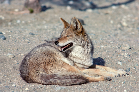 Resting Coyote (Aline de Nanxe)