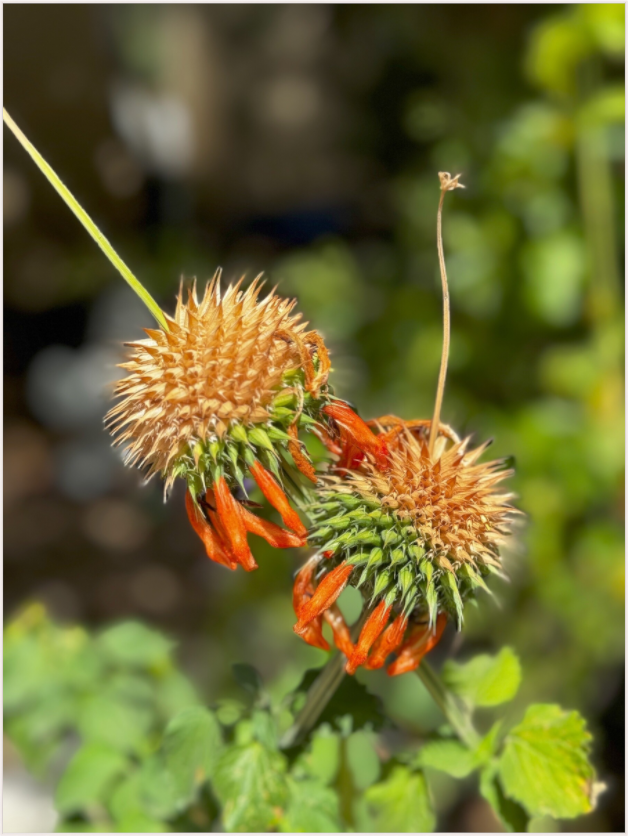 Vibrant Blooms (Fiammetta Venner)