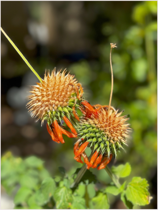 Vibrant Blooms (Fiammetta Venner)