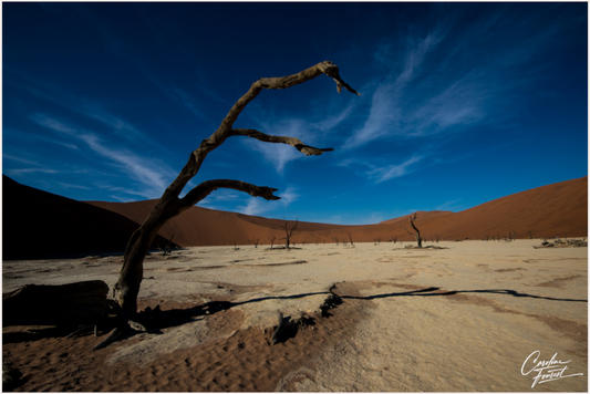 Desert Sentinel (Caroline Fourest)