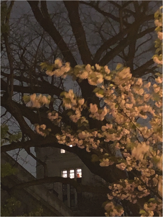 Main image Jardin la nuit (Marie Sicard)