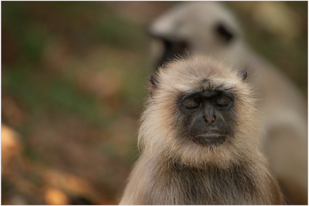 Dharma Langur (Fiammetta Venner)