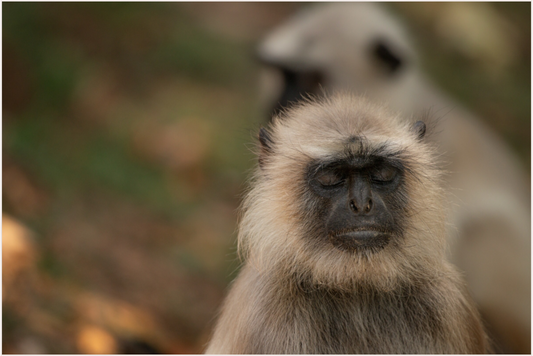 Dharma Langur (Fiammetta Venner)