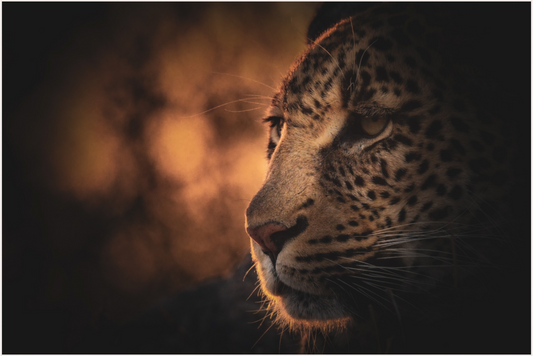 Leopard’s Serenity (Fiammetta Venner)