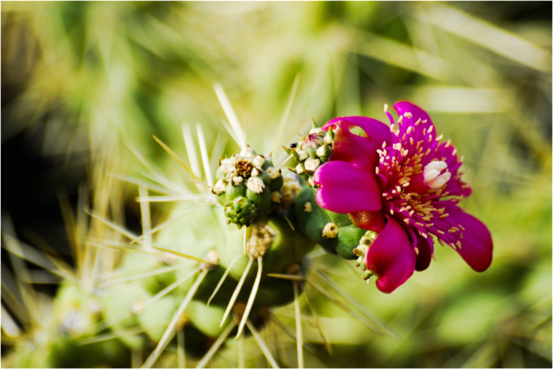Blessed Cactus (Fiammetta Venner)