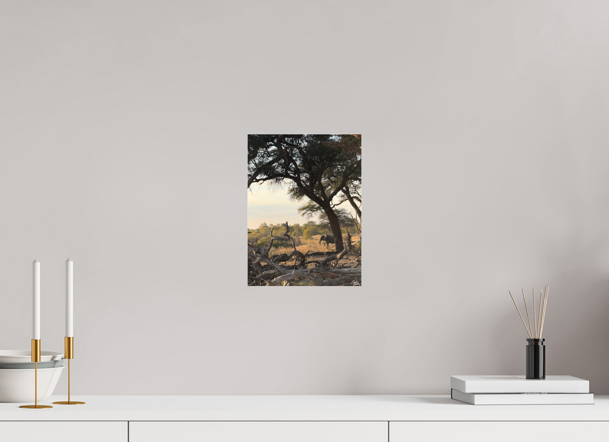 21 x 28 cm, Tirage photo sous Plexi mat The Guardian Tree (Caroline Fourest)